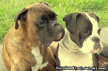 Boxer Eddy und Elly