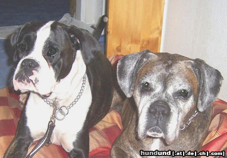 Boxer Elli und Maxi