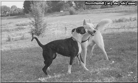 Boxer husky und boxer spielend