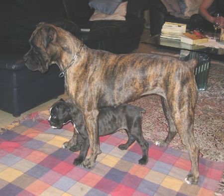 Boxer Coco und Tina