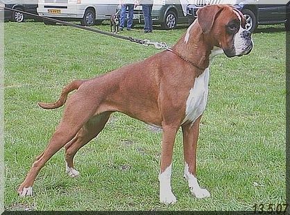 Boxer Estrella