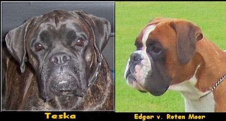 Boxer Teska und Edgar