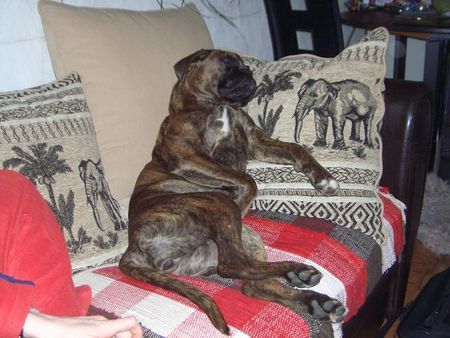 Boxer Hauptsache ich liege bequem...