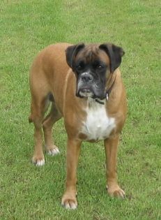 Boxer Lady (7 Jahre)