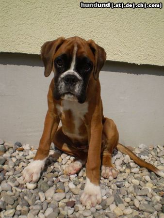 Boxer  Amber  =)