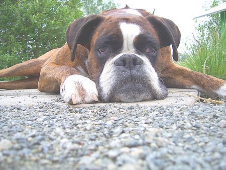 Boxer Man , bin ich aber kaputt !