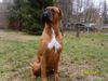 Boxer Hund