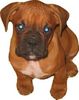 Boxer Hund