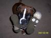 Boxer Hund