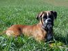 Boxer Hund