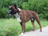 Boxer Hund