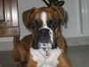 Boxer Hund