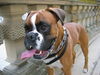 Boxer Hund