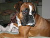 Boxer Hund