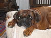 Boxer Hund