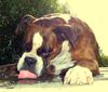 Boxer Hund