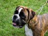 Boxer Hund