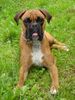 Boxer Hund