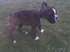 Boxer Hund