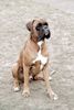 Boxer Hund