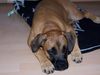 Boxer Hund