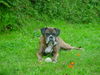 Boxer Hund