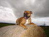 Boxer Hund