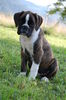 Boxer Hund