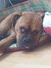 Boxer Hund