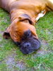 Boxer Hund