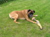 Boxer Hund