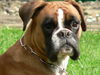 Boxer Hund