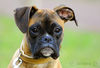 Boxer Hund