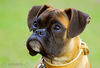 Boxer Hund