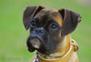 Boxer Hund