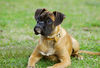 Boxer Hund