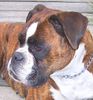 Boxer Hund