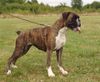 Boxer Hund