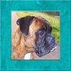 Boxer Hund