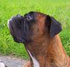 Boxer Hund