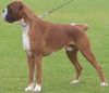 Boxer Hund