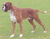 Boxer Hund