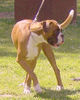 Boxer Hund