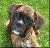 Boxer Hund