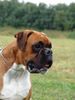 Boxer Hund