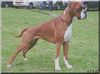 Boxer Hund