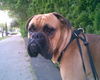 Boxer Hund