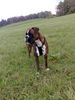 Boxer Hund