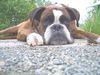 Boxer Hund