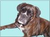 Boxer Hund